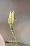 Michaux's saxifrage